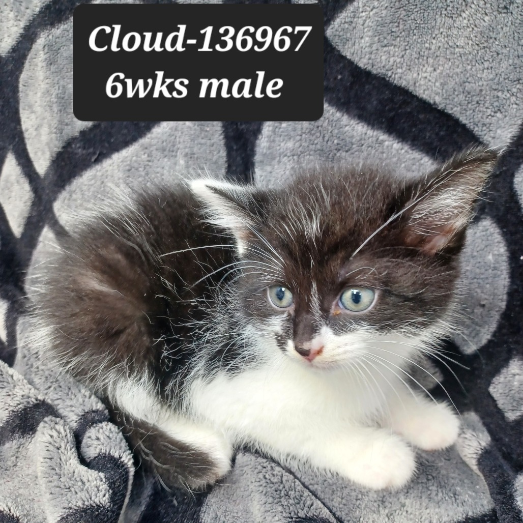 Cloud, an adoptable Ragdoll, Domestic Short Hair in New Tazewell, TN, 37825 | Photo Image 1