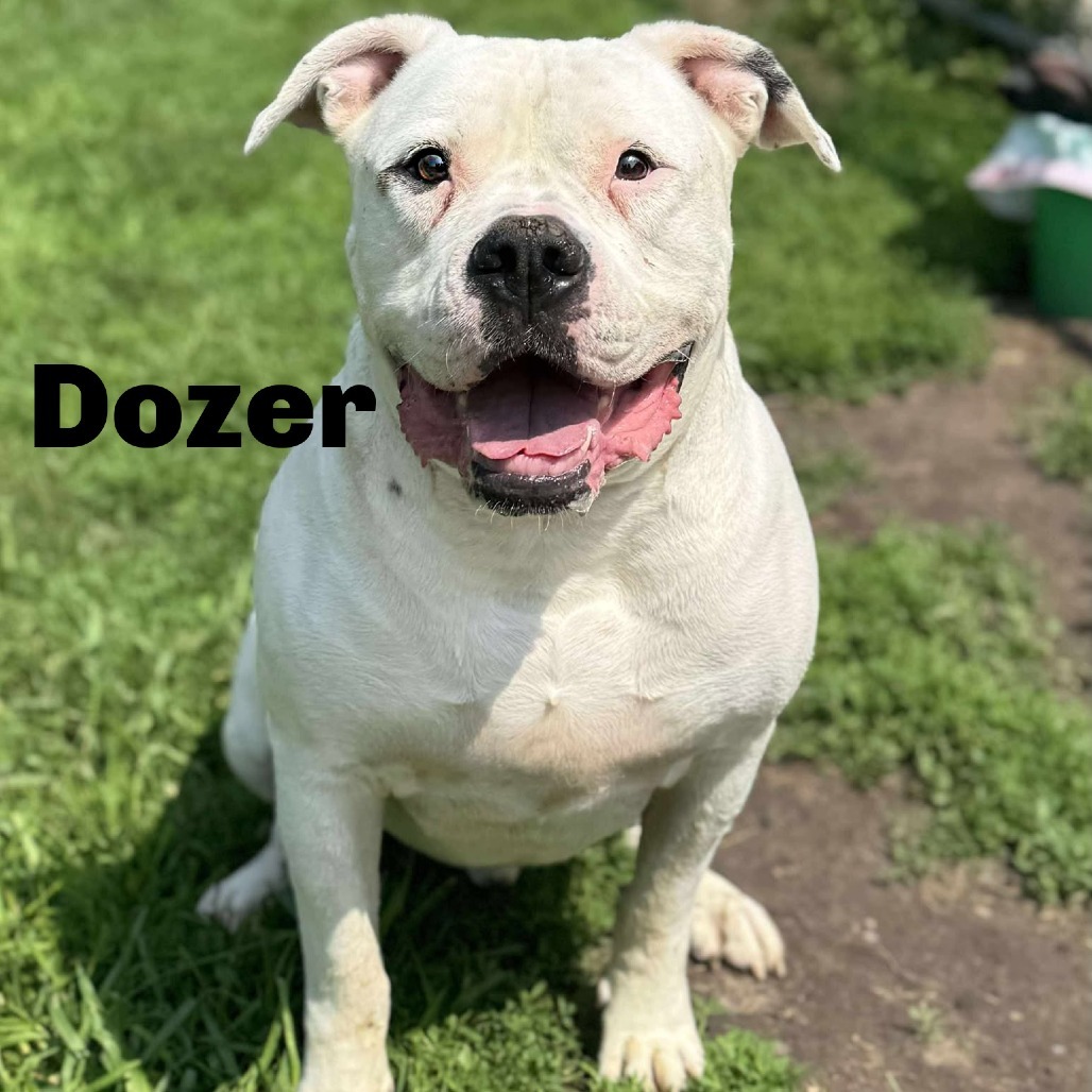 Dozer 250487
