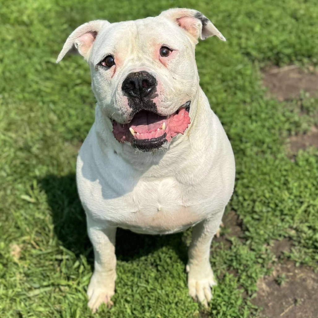 Dozer 250487, an adoptable American Bulldog in Escanaba, MI, 49829 | Photo Image 2