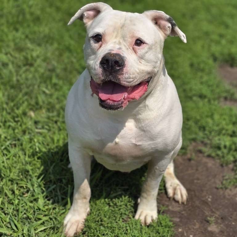 Dozer 250487, an adoptable American Bulldog in Escanaba, MI, 49829 | Photo Image 4