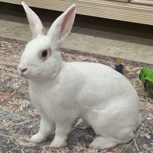 Its been almost 2 months since Alice  her family were unceremoniously dumped outside to fend for t