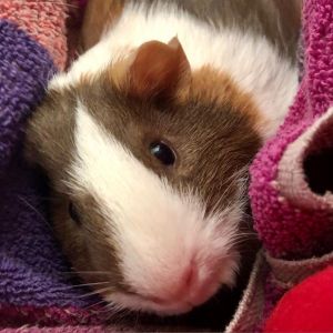 Syrup Guinea Pig Small & Furry