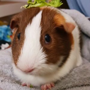 You can apply to adopt him here httpspennyandwildorgadoptguinea-pigsadoption-application