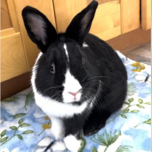 Loopy Dutch Rabbit