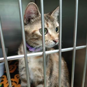 Babs Bunny, Adult Female Domestic Short Hair