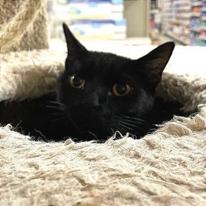 Meet Midnight - A perfect Angel Looking for an affectionate purr-fect companion Say hello to Midni