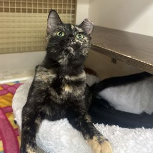 Meet Marmalade your future ray of sunshine This adorable 1-year-old girl is a delightful mix of sw