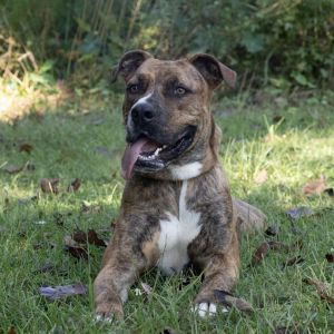 Scooby Mountain Cur Dog