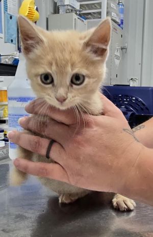 Sherbert, Baby Female Domestic Short Hair