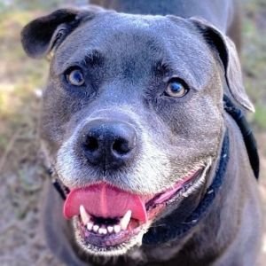 Kali, Senior Female unknown