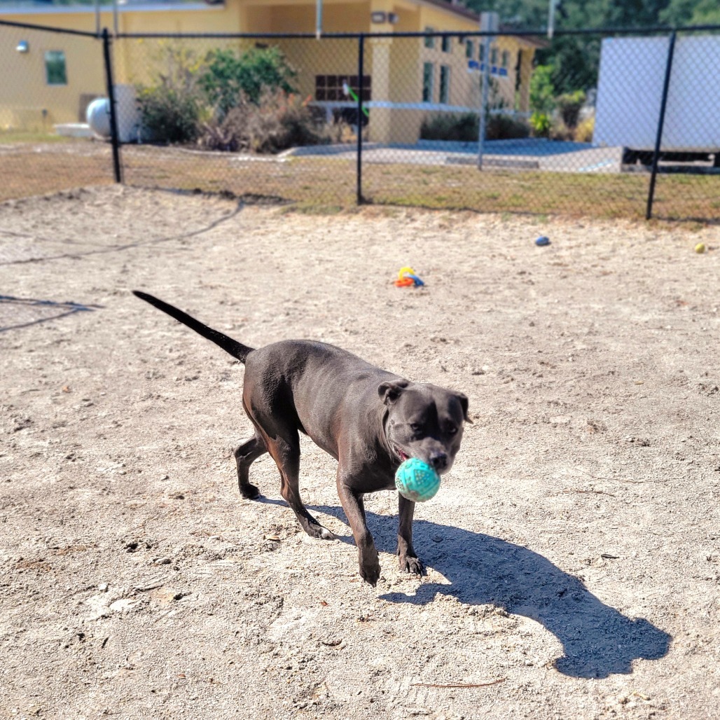 Kali