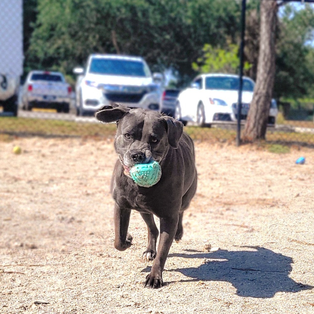 Kali