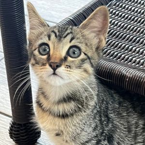 Introducing Gunner the chatterbox of the crew with a whole lot of love to give