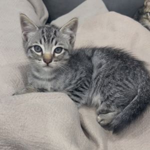 Meet Ranger the fearless leader of his litter and your soon-to-be right-hand ma