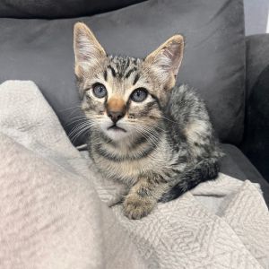Scout Domestic Short Hair Cat