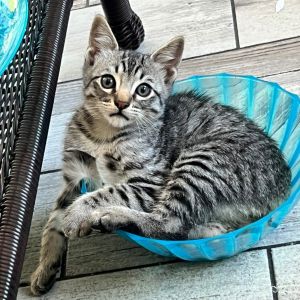 Sniper Domestic Short Hair Cat