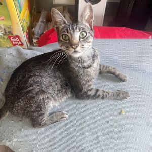 Meet Seal a beautiful brown tabby with the heart of a hero and the patience of 