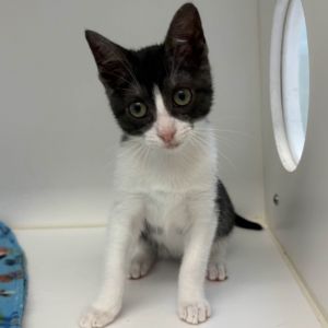 Mouse Domestic Short Hair Cat