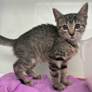 Kiki Domestic Medium Hair Cat