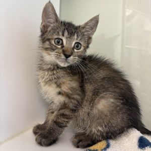 Kira Domestic Medium Hair Cat