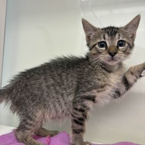 Skrimp Domestic Short Hair Cat