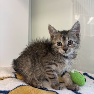 Koko Domestic Medium Hair Cat