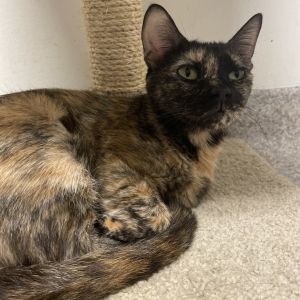 Tatooine, Adult Female Domestic Short Hair