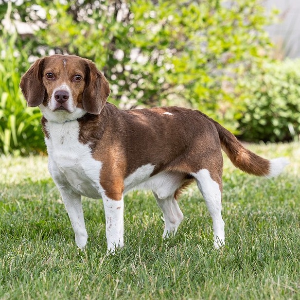 Cooper