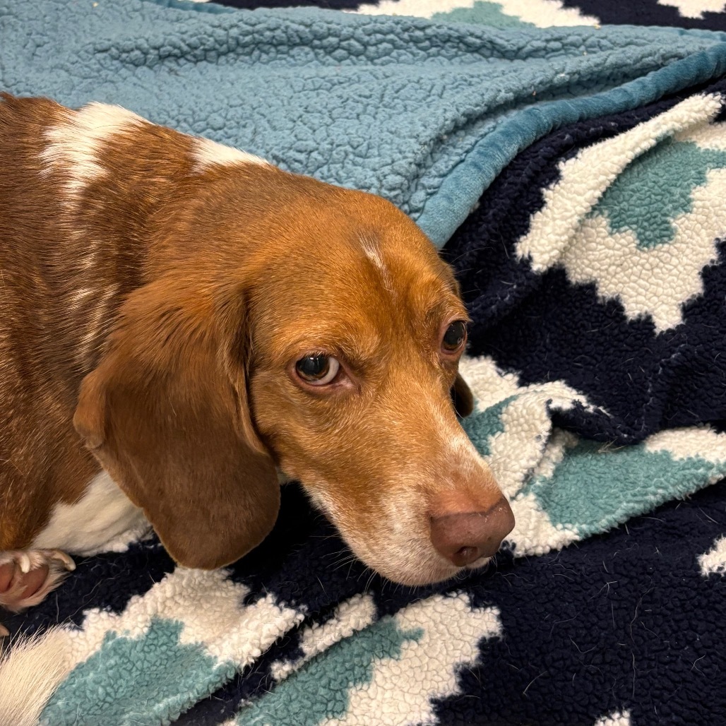 Cooper