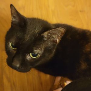 Miss Kitty, Senior Female Domestic Short Hair