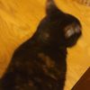Miss Kitty photo 2