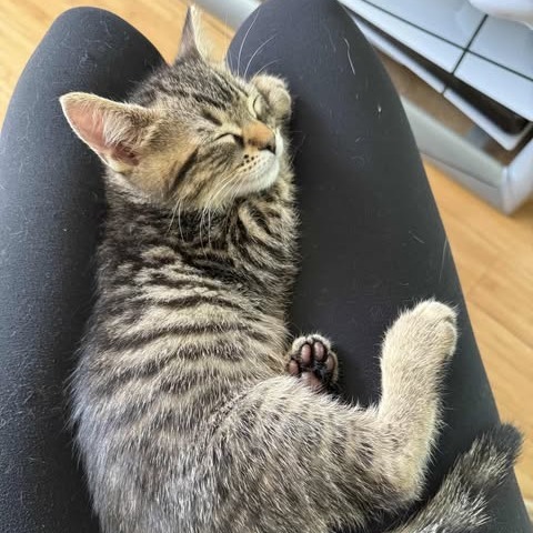 Mario, an adoptable Domestic Short Hair in Jacksonville, OR, 97530 | Photo Image 4