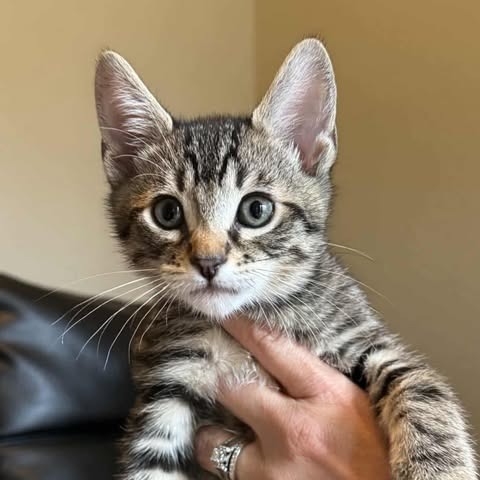 Luigi, an adoptable Domestic Short Hair in Jacksonville, OR, 97530 | Photo Image 1