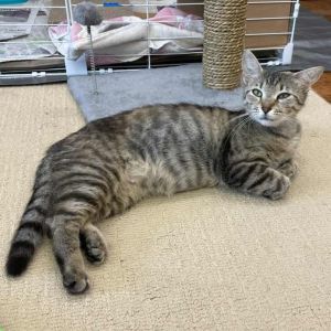Tati, Adult Female Domestic Short Hair