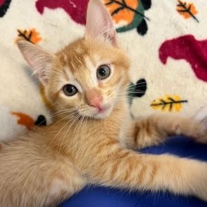 Daisy, Baby Female Domestic Short Hair