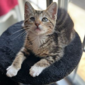 Pop, Baby Male Domestic Short Hair