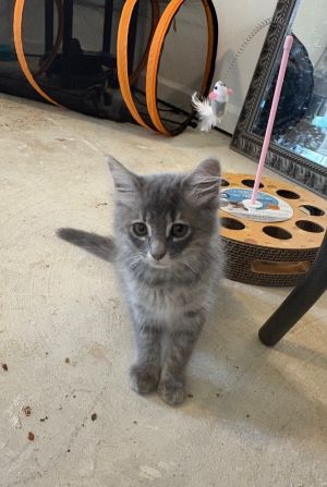Miss Grey a.k.a. "Salt Domestic Medium Hair Cat