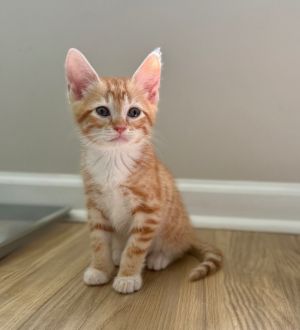 Gouda Domestic Short Hair Cat