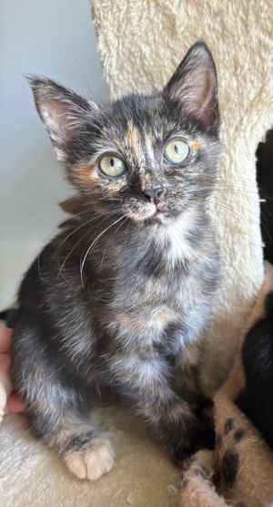 Actual sisters from the same bale of torties rescued in May from the Augusta She