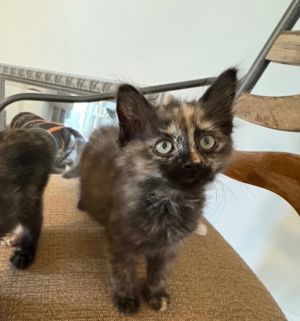 Actual sisters from the same bale of torties rescued in May from the Augusta Shelter Arya and Eeyor