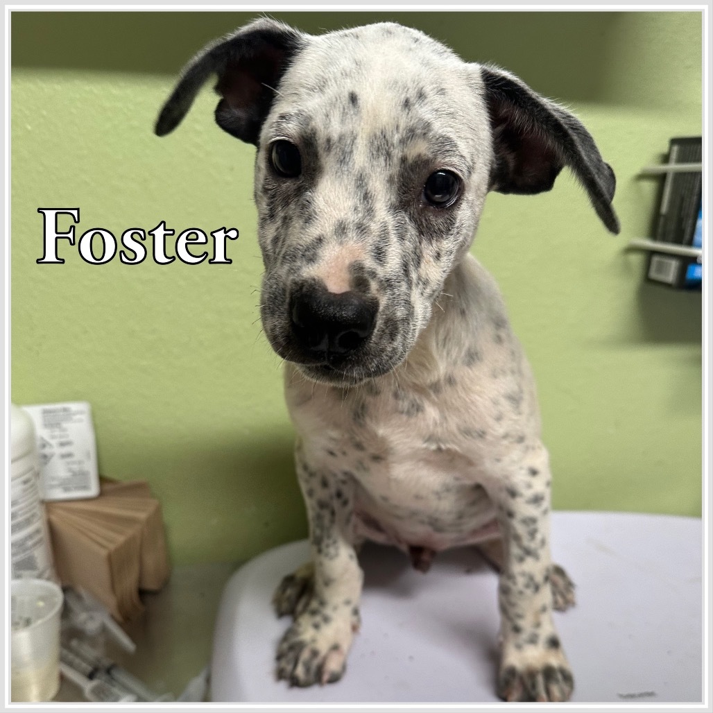 Foster