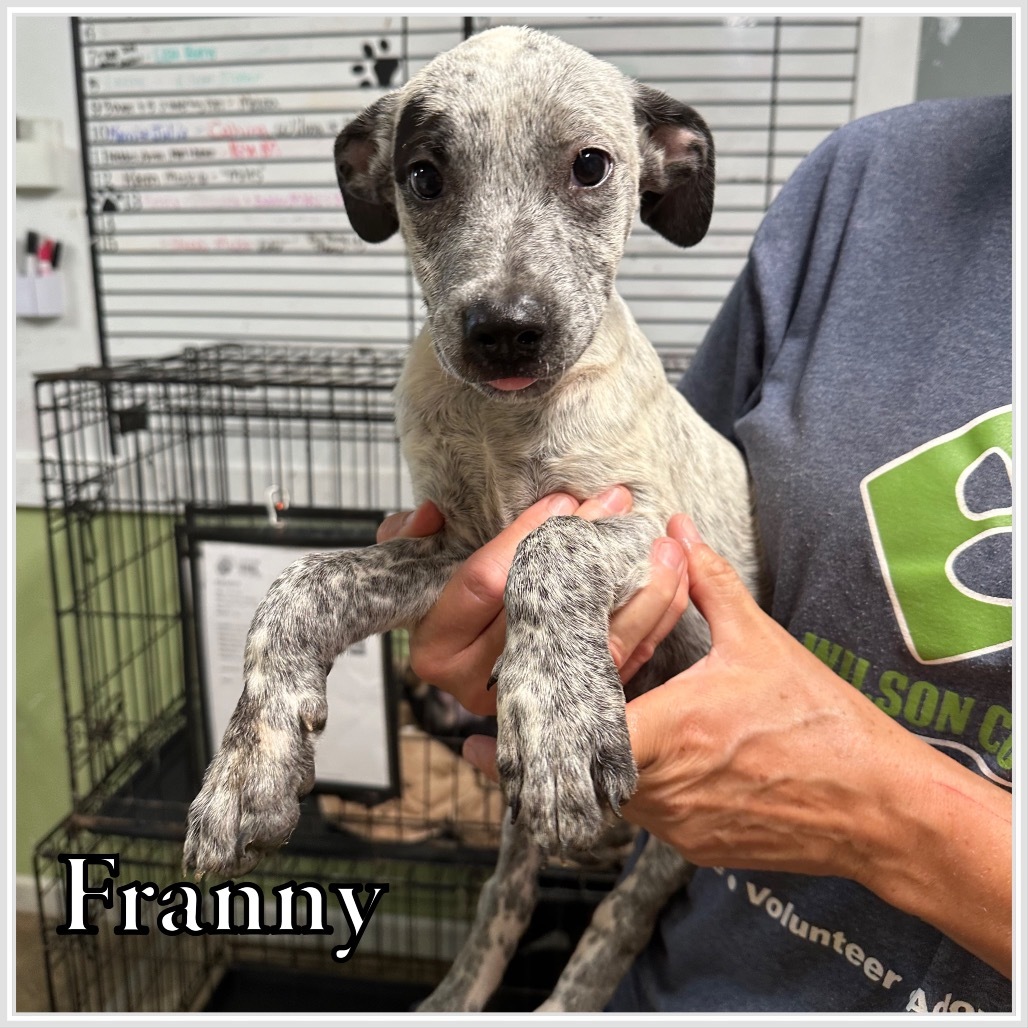 Franny