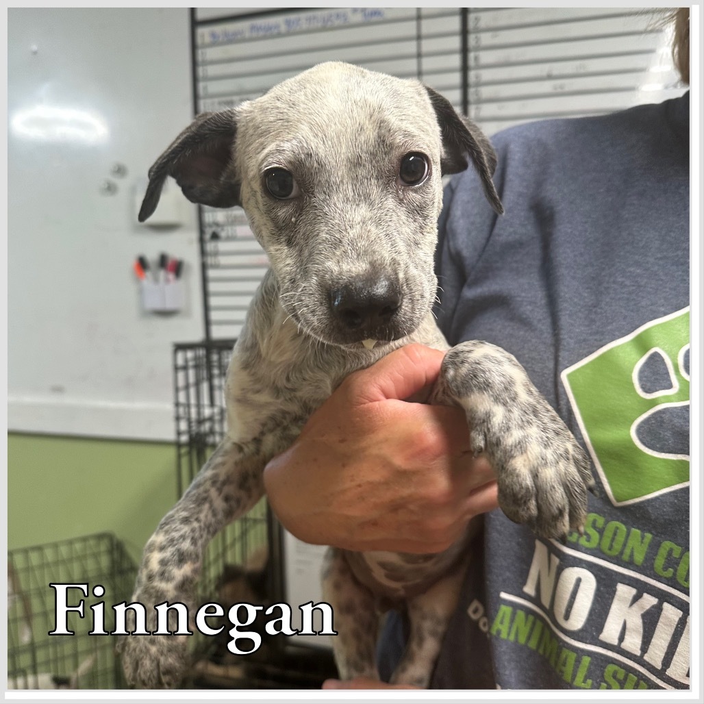 Finnegan