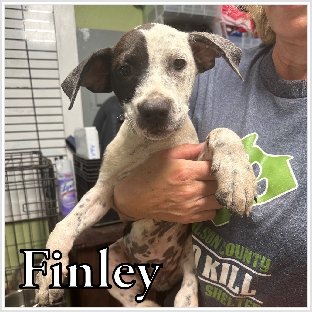 Finley