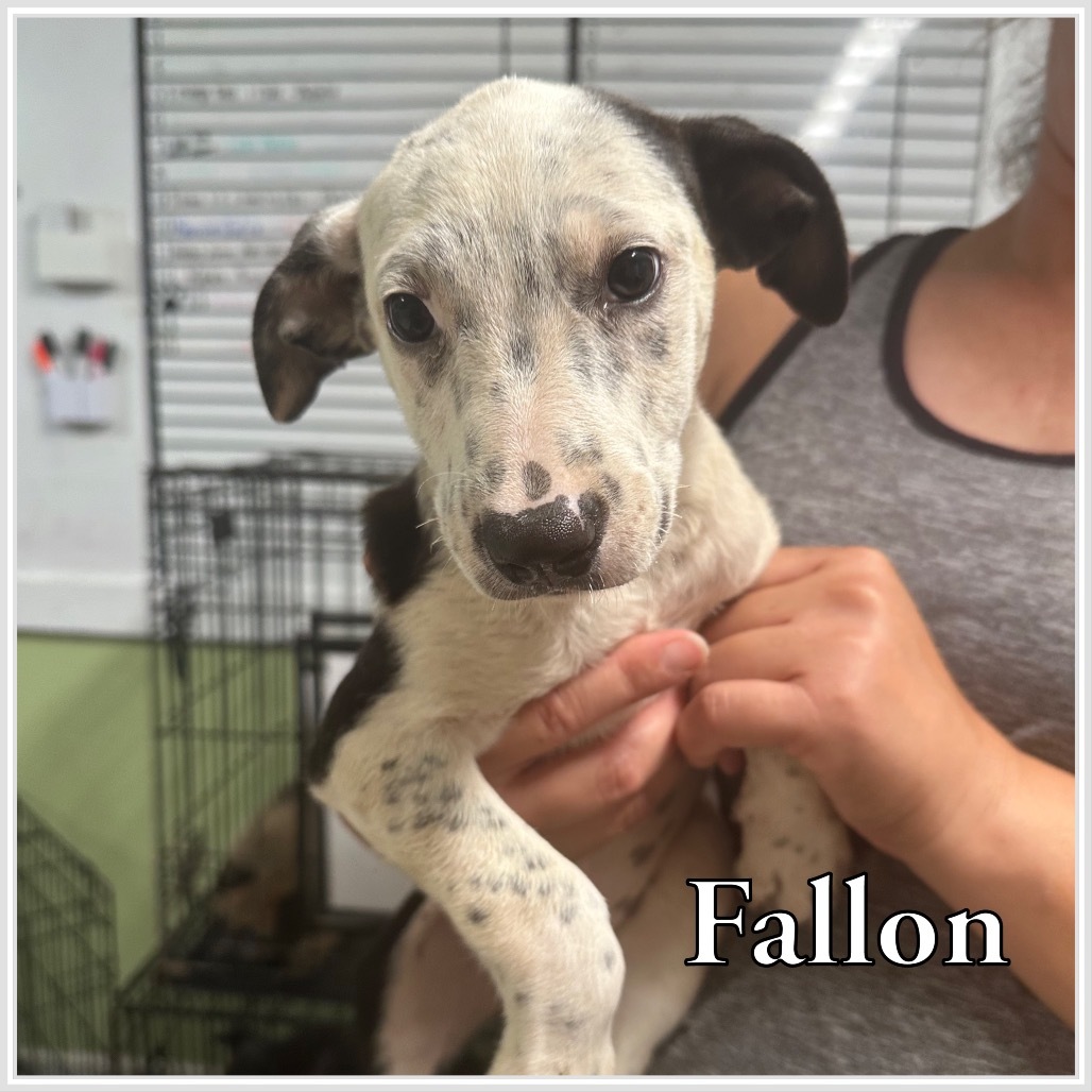 Fallon