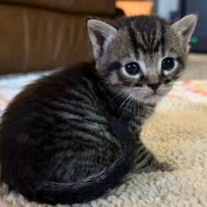 Peach 2025, Baby Male Domestic Short Hair