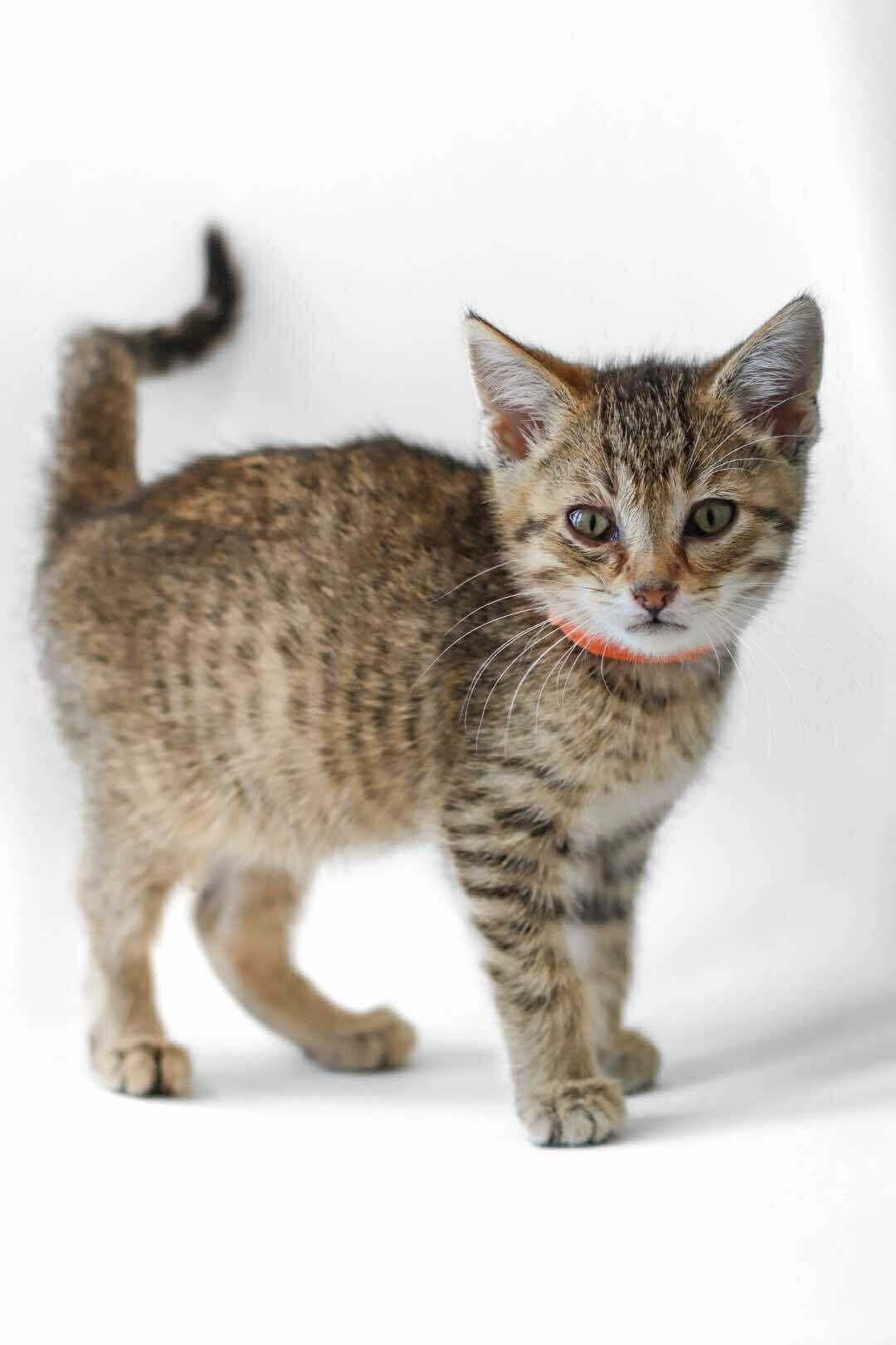 Corn, an adoptable Domestic Short Hair in Steinbach, MB, R5G 2B2 | Photo Image 1