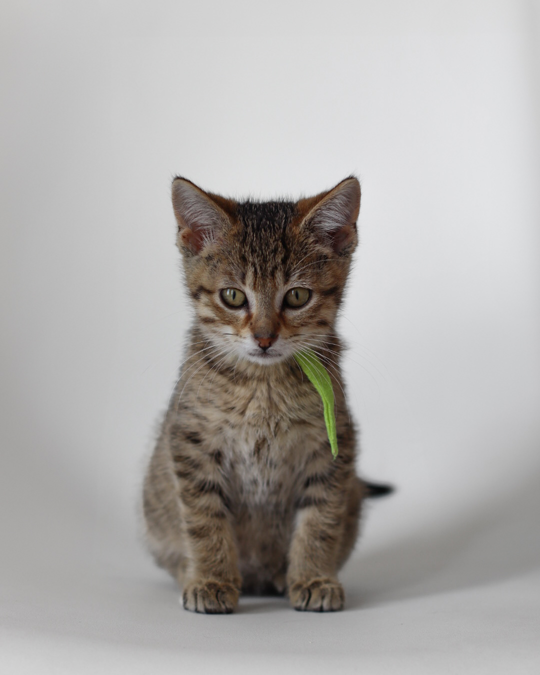 Corn, an adoptable Domestic Short Hair in Steinbach, MB, R5G 2B2 | Photo Image 2