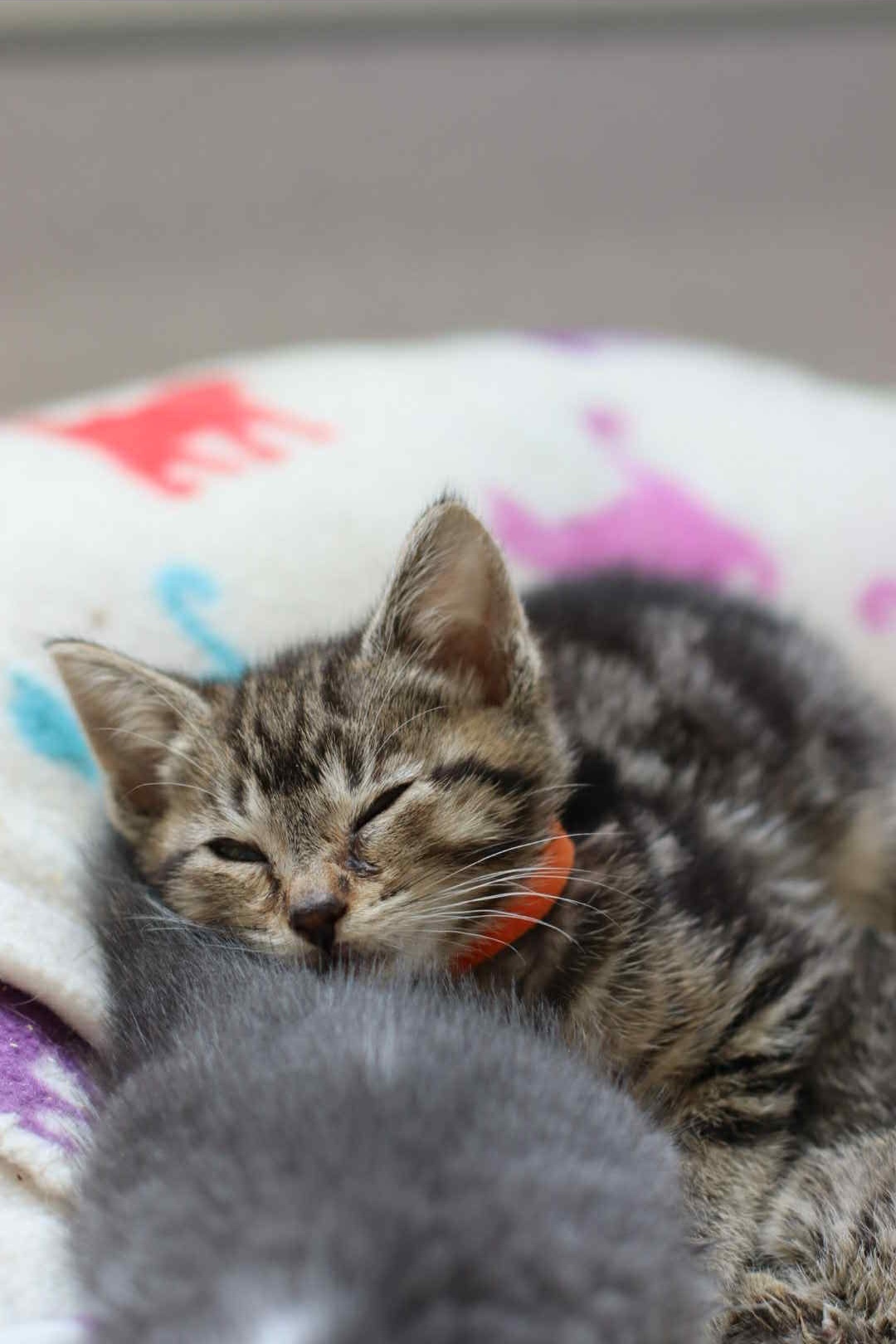 Corn, an adoptable Domestic Short Hair in Steinbach, MB, R5G 2B2 | Photo Image 3