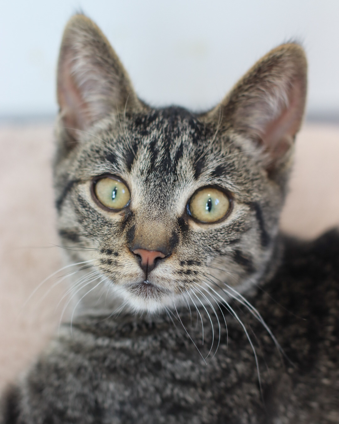 Connor, an adoptable Domestic Short Hair in Steinbach, MB, R5G 2B2 | Photo Image 2